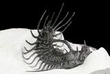 Alien Looking Spiny Quadrops Trilobite - #86529-2